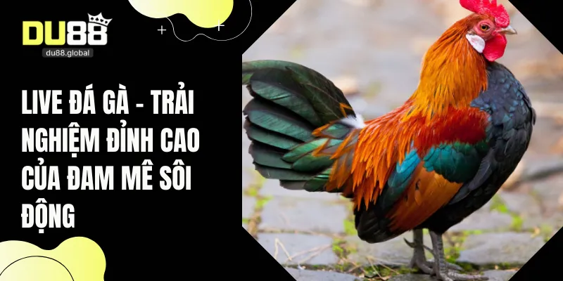 live đá gà