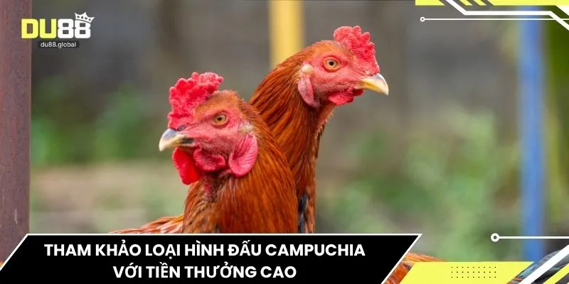 Tham khảo loại hình đấu Campuchia với tiền thưởng cao